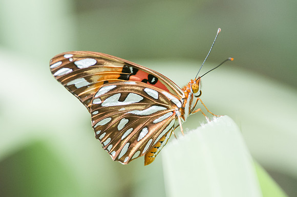 Agraulis vanillae