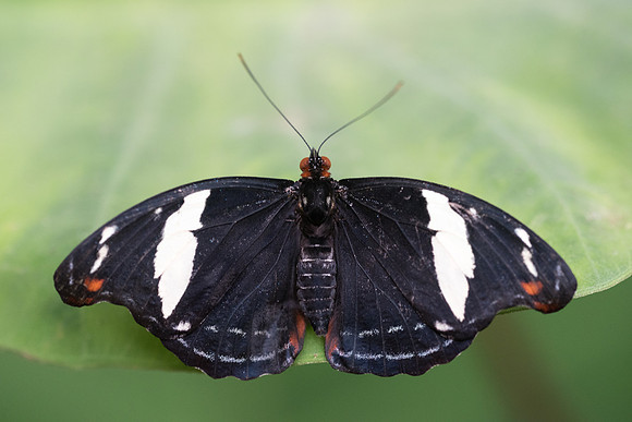 Catonephele numilia ♀