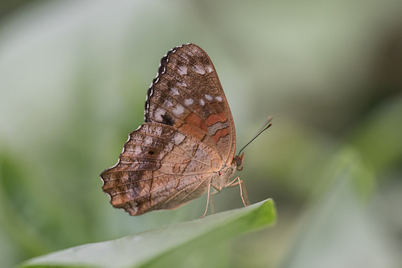 Anarthia amathea