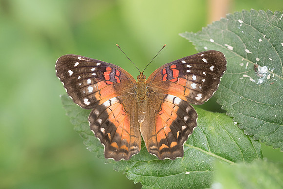 Anarthia amathea