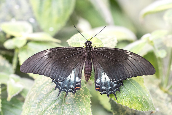 Heraclides androgeus F