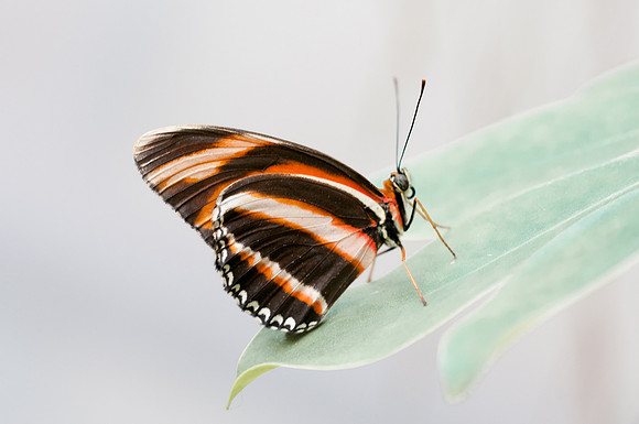 Dryadula phaetusa