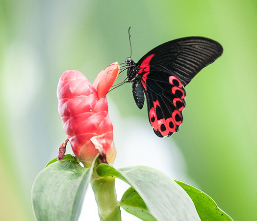 Papilio rumanzovia (Asia)