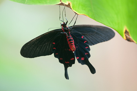 Atrophaneura aristolochiae (Asia)