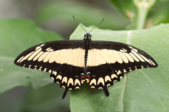 Heraclides astyalus