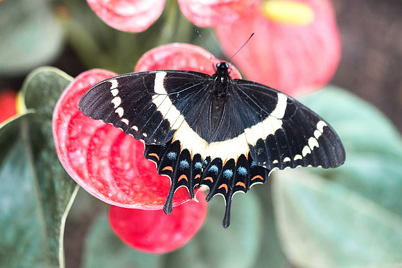 Papilio garamas