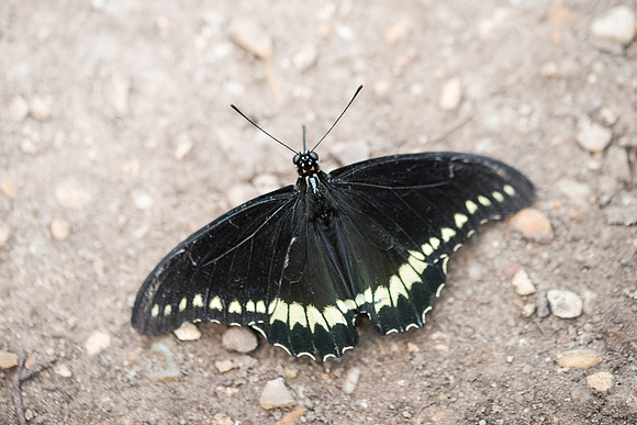 Battus polydamas