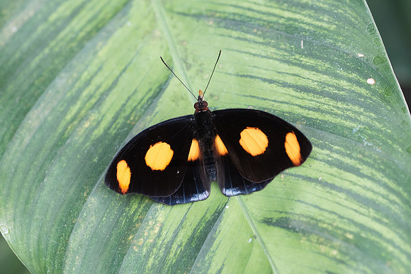 Catonephele numilia ♂