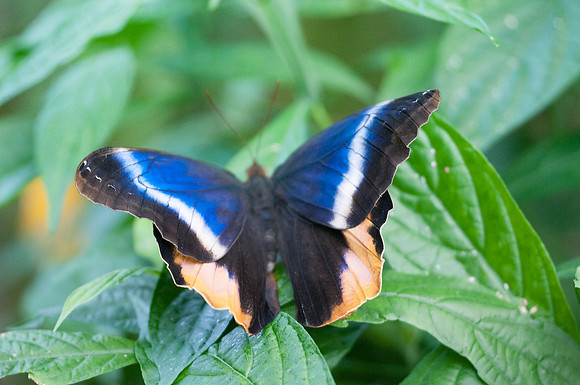 Caligo uranus