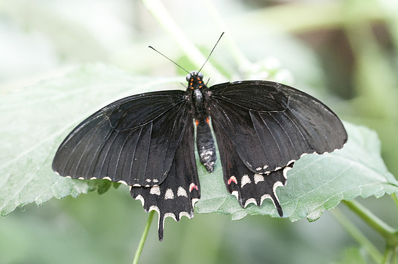 Heraclides erostratus