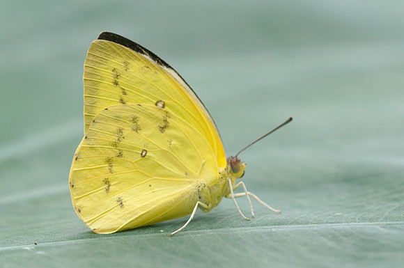 Phoebis sennae