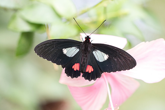 Parides eurimedes