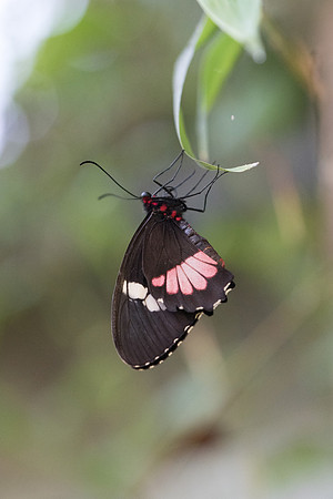 Parides erithalion ?