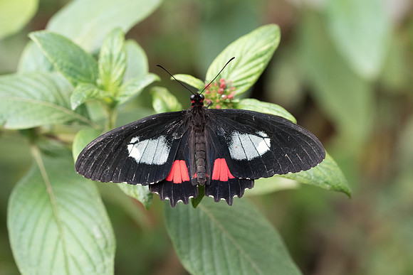 Parides iphidamas