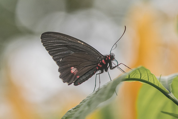 Parides sesostris