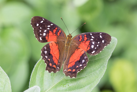 Anarthia amathea (Amerique)
