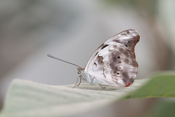 Catanophele numilia