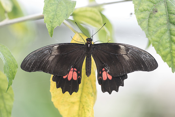 Heraclides anchisiades ♀