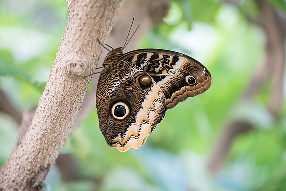 Caligo uranus