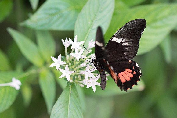 Papilio isidorus