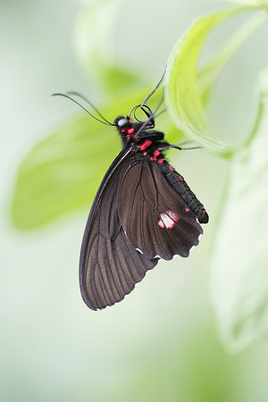 Parides sesostris