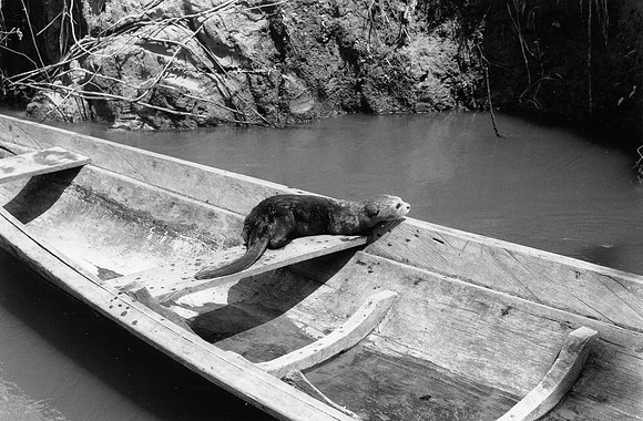 Loutre Rio Apaporis