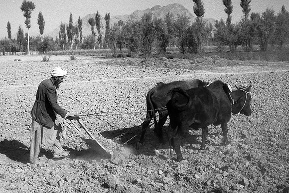 Baraki Barak-Province du Logar