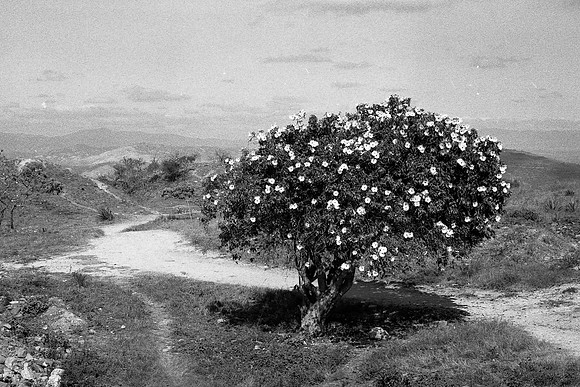 Monte Alban