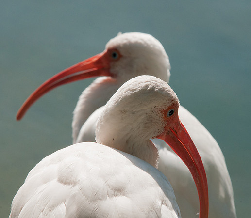 Ibis