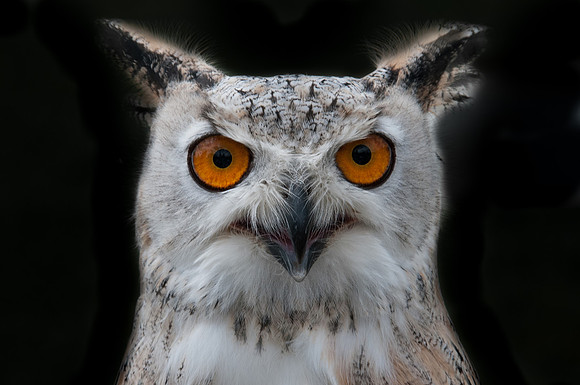 Grand duc
