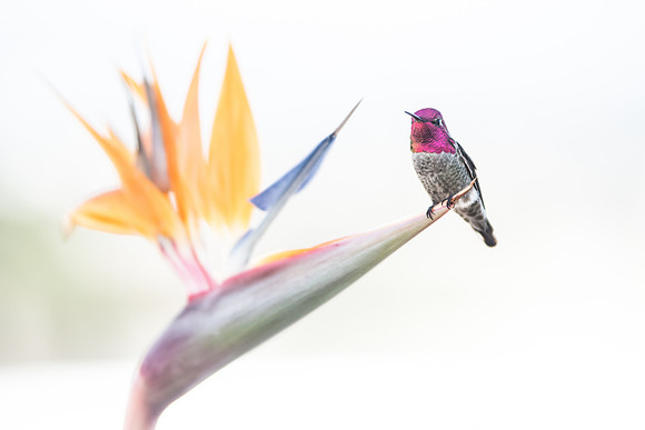 Colibri