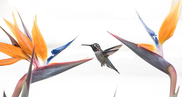 Colibri