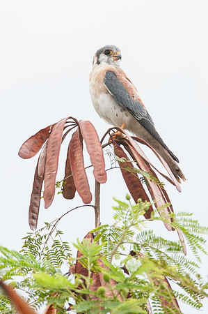 Faucon crécerelle d'Amérique - Puerto rico