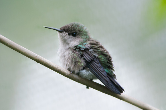 Santo Domingo Colibri