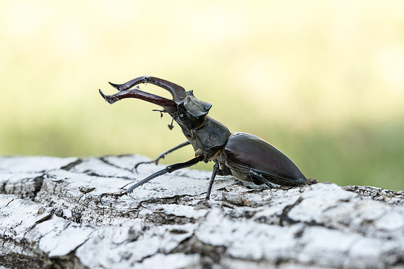 Lucanus cervus