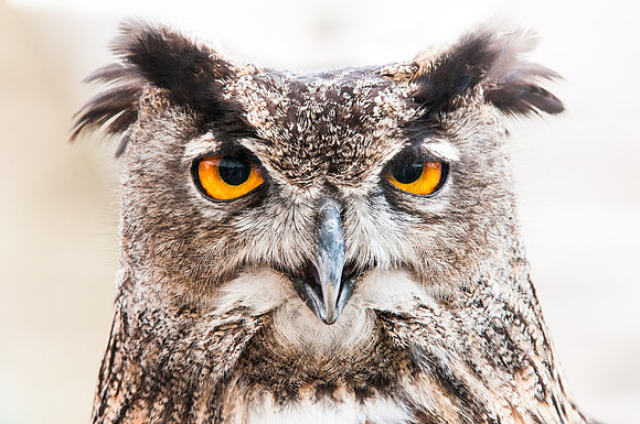 Grand Duc