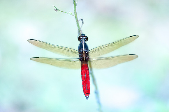 Libellula herculea