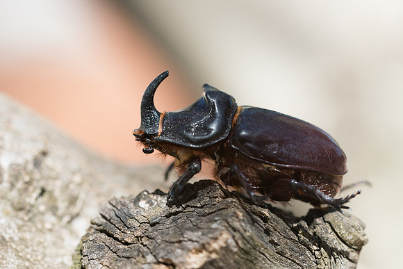 Oryctes nasicornis