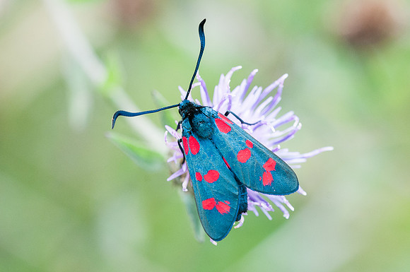 Zygaena filipendulae
