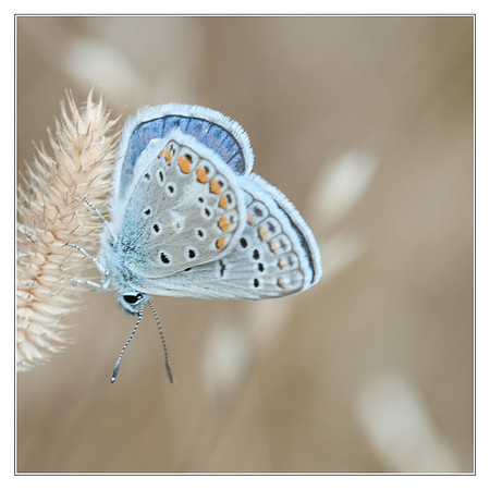 Polyommatus icarus Espagne