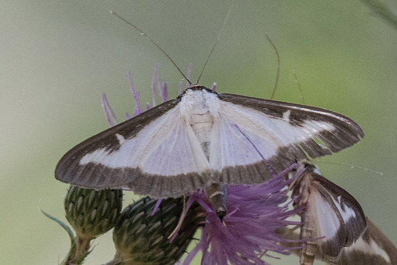 Cydalima perspectalis-5152 Digne-les-bains