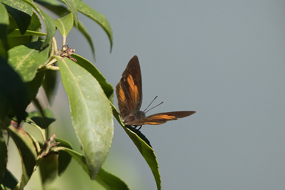 Curetis acuta ♂