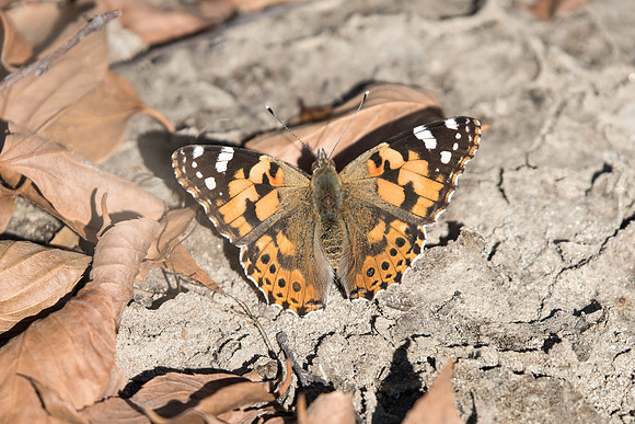 Vanessa cardui 24/11/22