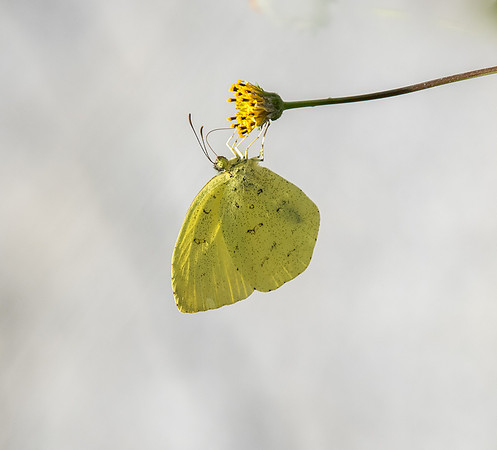 Eurema hecabe mandarina 24/11/18