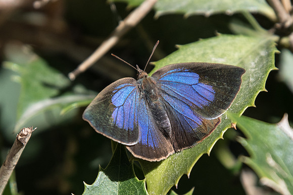 Arhopala japonica - Okayama - 24/11/2022