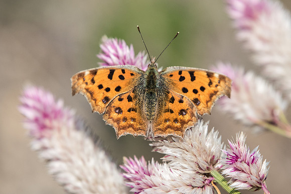 Polygonia c-aureum - 25/11/18