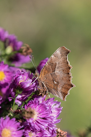 Polygonia c-aureum - 25/11/18