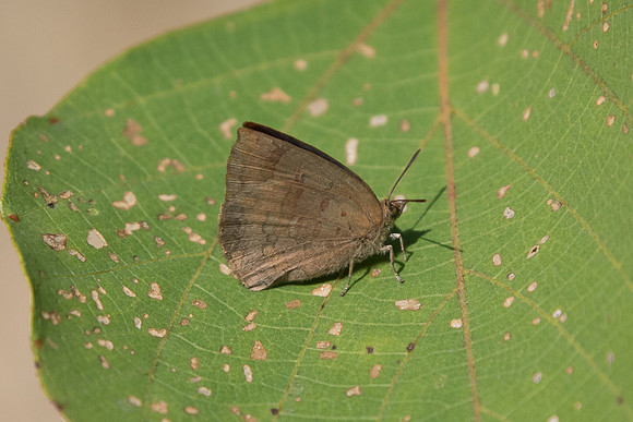 Narathura japonica