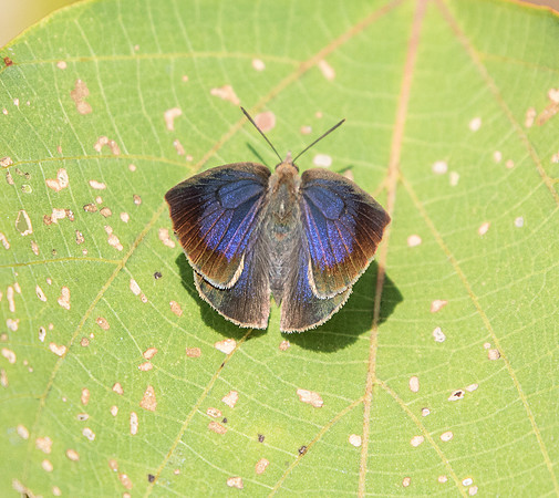 Arhopala  japonica - 25/11/18