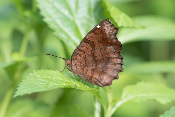 Ariadne ariadne